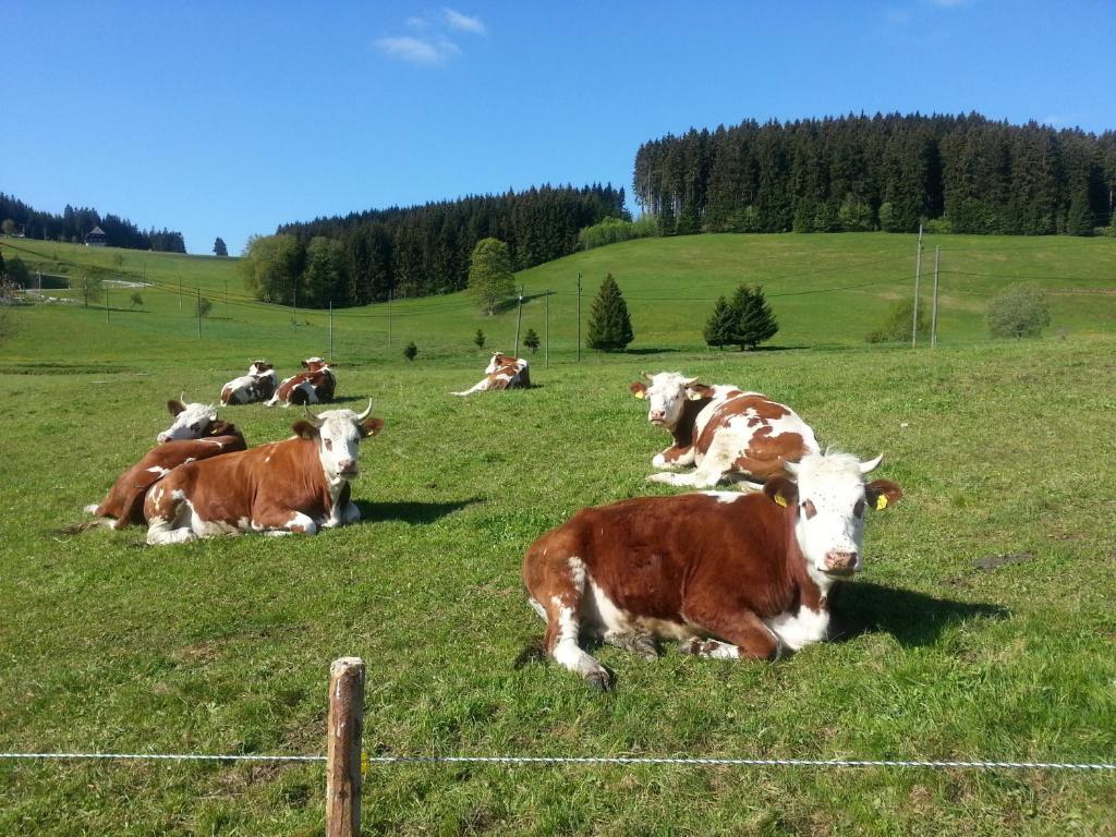 Appartement Rehblick Eisenbach  Esterno foto